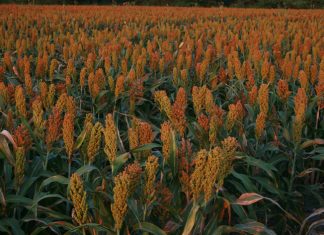 Waarom werk dié kontrak nie?