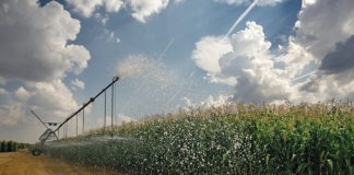 Doeltreffende waterbestuur by mielies