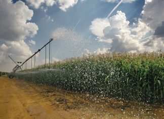 Doeltreffende waterbestuur by mielies