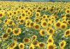 A look at sunflower performance under CA
