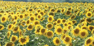 A look at sunflower performance under CA