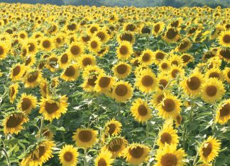 A look at sunflower performance under CA