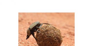 Dung beetles – indicators of biodiversity