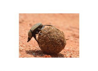 Dung beetles – indicators of biodiversity