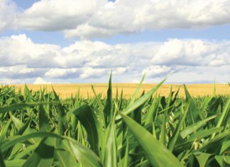 Wanneer maak oorlê sin?