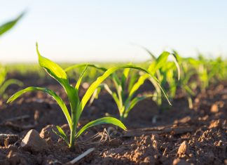 Mieliepryse vir die nuwe seisoen