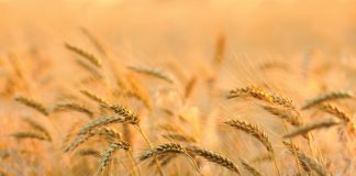 Bread price not affected by wheat import tariff