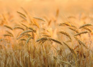 Bread price not affected by wheat import tariff