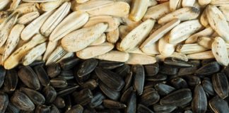 Quality hybrids yield high oil content