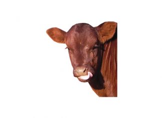 Veediefstal neem aansienlik toe