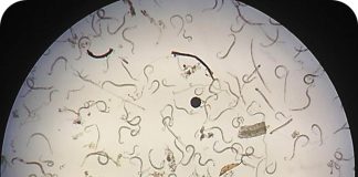 Nematodes – the root of all ‘evil’