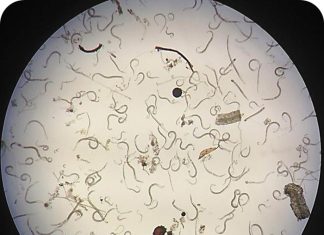 Nematodes – the root of all ‘evil’