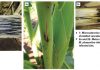 Cultivar screening, the answer to charcoal stalk rot of maize
