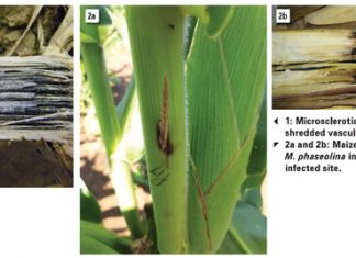 Cultivar screening, the answer to charcoal stalk rot of maize