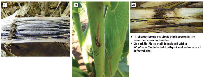Cultivar screening, the answer to charcoal stalk rot of maize