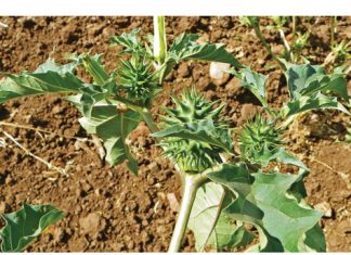 Olieboom, kankerroos, purperwinde – die drie sondebokke