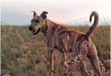 HONDEJAG op plase neem toe