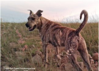 HONDEJAG op plase neem toe