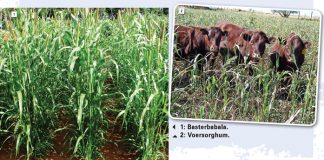 Weidingsgewasse as dekgewasse in bewaringslandbou- en wisselboustelsels Deel 2: Eenjarige somergewasse