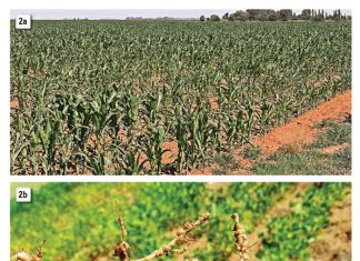 Aalwurmpeste: “Voorraadopname” en die pad vorentoe