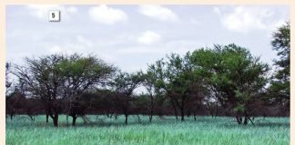 Weidingsgewasse as dekgewasse in bewaringslandbou- en wisselboustelsels Deel 3: Tussengewasverbouing en meerjarige somergrasse
