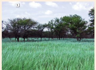 Weidingsgewasse as dekgewasse in bewaringslandbou- en wisselboustelsels Deel 3: Tussengewasverbouing en meerjarige somergrasse