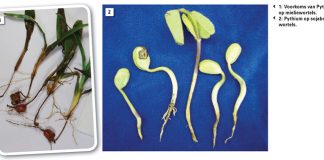 LESSE GELEER tydens die afgelope plantseisoen