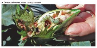 New hybrid insect pest spells danger