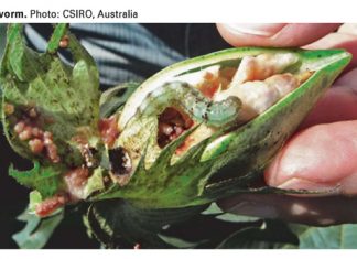 New hybrid insect pest spells danger
