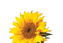 Boots die natuur na met mengsel van spesies