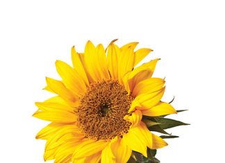 Boots die natuur na met mengsel van spesies