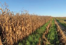 Saai tussen mielies werp vrugte af