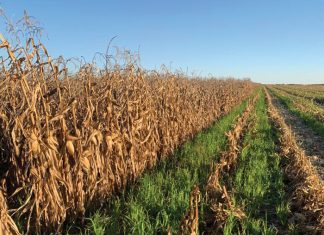 Saai tussen mielies werp vrugte af