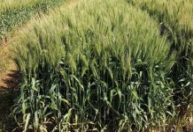 Irrigation cultivars– the new kids on the block