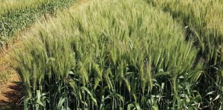 Irrigation cultivars– the new kids on the block
