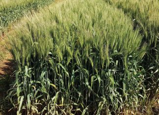 Irrigation cultivars– the new kids on the block