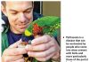Animal diseases that can affect humans Part 5: Psittacosis or parrot fever