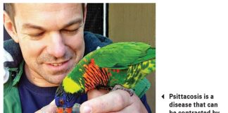 Animal diseases that can affect humans Part 5: Psittacosis or parrot fever