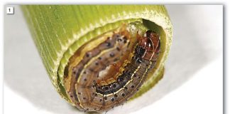 FALL ARMYWORM: Integrated pest management is the answer