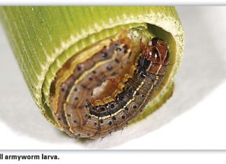 FALL ARMYWORM: Integrated pest management is the answer