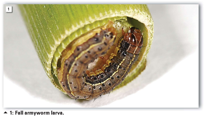 FALL ARMYWORM: Integrated pest management is the answer