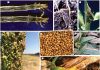Management of sorghum diseases