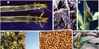 Management of sorghum diseases
