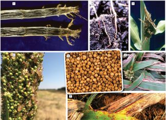 Management of sorghum diseases
