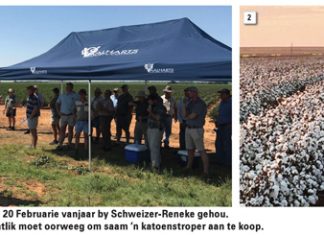 Katoen: Moontlike wisselbougewas