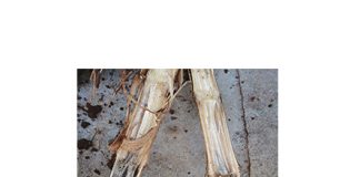 Charcoal rot resistance screening assists producers