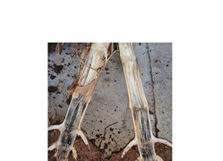 Charcoal rot resistance screening assists producers