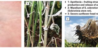 The South African Sclerotinia Research Network: Finding management solutions to a devastating pathogen