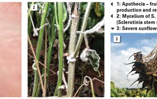 The South African Sclerotinia Research Network: Finding management solutions to a devastating pathogen