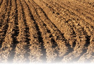 The effects of herbicides on soil life Part 3: Pathogenic fungi